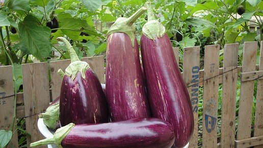 Картинка: Баклажан - незаменимый овощ для похудения!