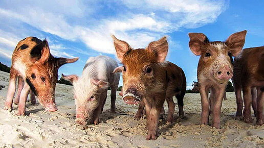 Картинка: Символ года. ТОП-5 самых известных свиней в истории