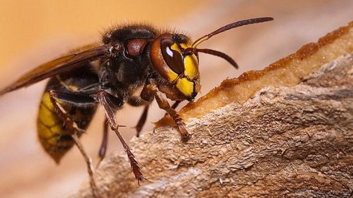 Картинка: Опасность укуса шершня и другие факты о насекомом