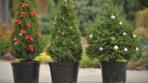 Картинка: Новогодняя ёлка напрокат