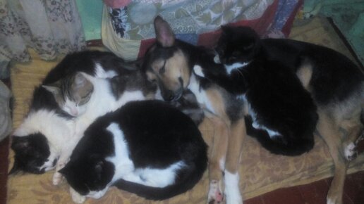 Картинка: Спят усталые котята, собачки спят!...