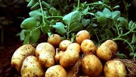 Картинка: Как картофельная ботва поможет вам увеличить урожайность других растений?! 