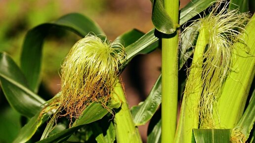 Картинка: Больше кукурузы будет сеять Подмосковье в 2019 году