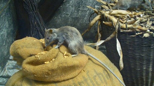 Картинка: Про тыловых крыс в ГСВГ
