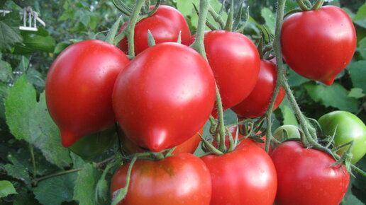 Картинка: Лучшие сорта штамбовых томатов в вашу копилочку