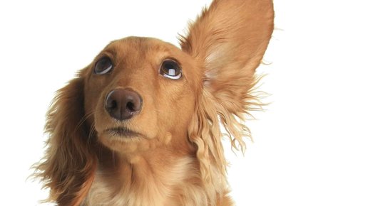 Картинка: Собаки могут распознавать эмоции на лицах и в голосах людей