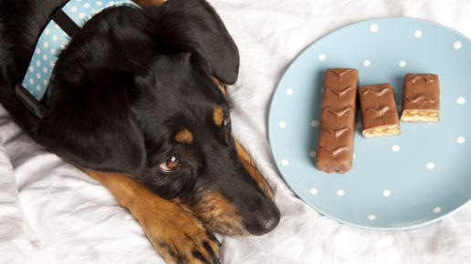 Картинка: Почему шоколад ядовит для собак?