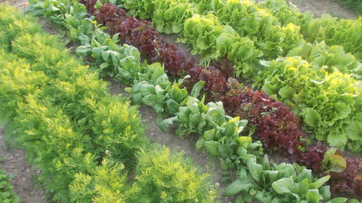 Картинка: Хотите, чтобы салат и укроп выросли как можно раньше?