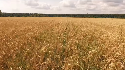 Картинка: Прекрасное русское поле с пшеницей