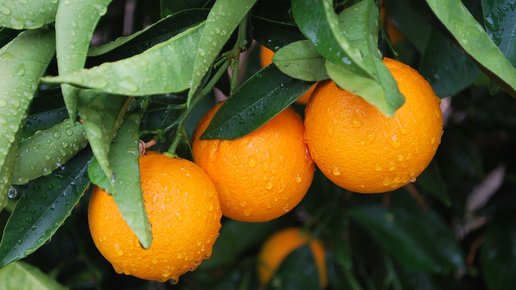Картинка: 10 полезных для здоровья фактов об апельсинах