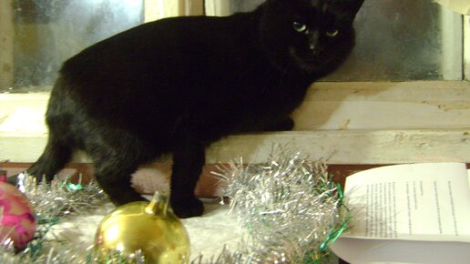 Картинка: Черный кот по кличке Путин готовиться к Новому году