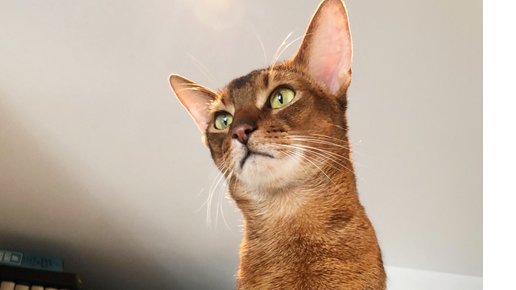 Картинка: Цистит у кота