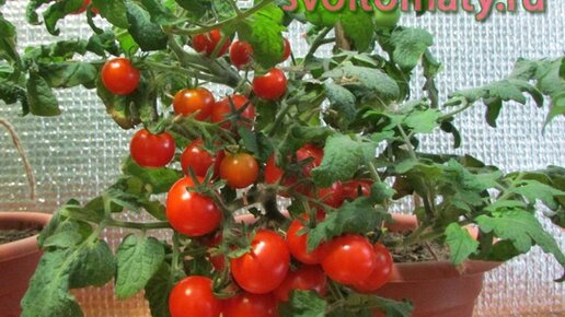 Картинка: Комнатные томаты. Выращивание томатов зимой