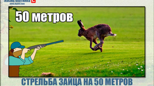 Картинка: Стрельба зайца на 50 метров. Рекомендации для охотников