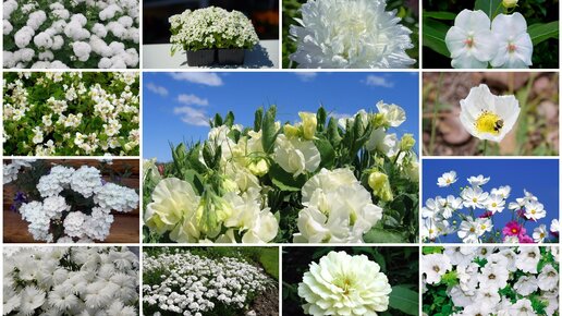 Картинка: 20 однолетников с белыми цветками – подойдут для любого стиля сада