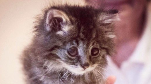 Картинка: Семья должна быть у каждого!