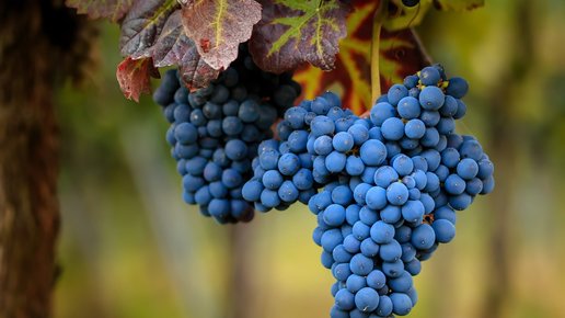 Картинка: 15 интересных фактов о винограде