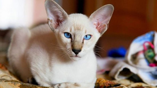 Картинка: Кошки ориентальной породы – утонченность и сила в одной породе.