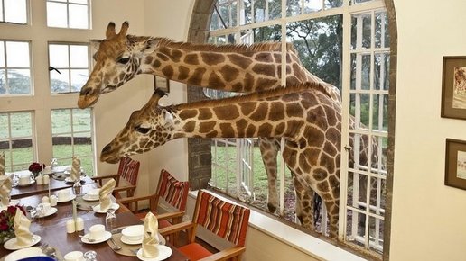 Картинка: 11 удивительных фактов о жирафах, которые вы не знали