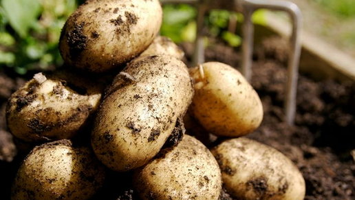 Картинка: Минимум затрат а максимум урожая: секреты выращивания картофеля