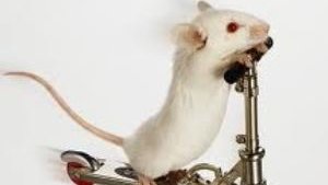 Картинка: Мыши и крысы дома и на даче. Как бороться?