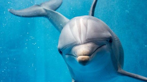 Картинка: Факты о дельфинах ч. 2