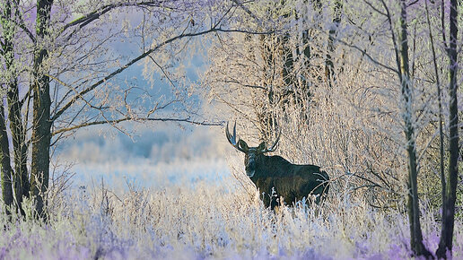Картинка: Сезон охоты на лося в кировских лесах продлён не будет