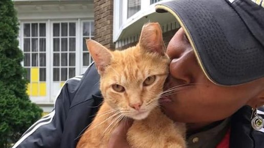 Картинка: Любовь и сострадание: у этой женщины множество болезней, но она заботится о бездомных кошках по всему городу