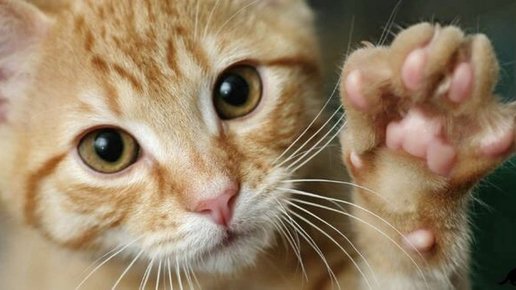 Картинка: Ученые выяснили, почему кошка часто топчет нас лапками, и что она хочет этим сказать