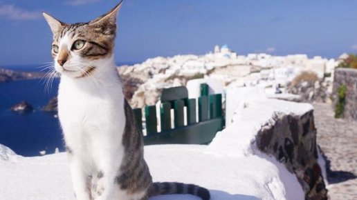Картинка: Греческий райский кошачий заповедник предлагает работу с бесплатным проживанием.