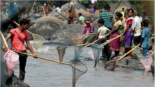 Картинка: Как в Индии ловят рыбу с помощью растительного яда