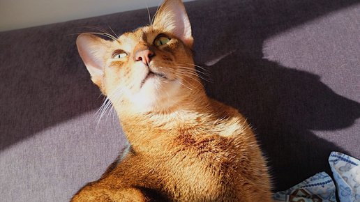 Картинка: Один дома