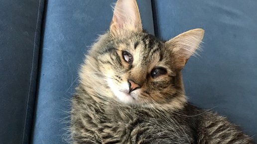 Картинка: Кот из приюта. Что делать?