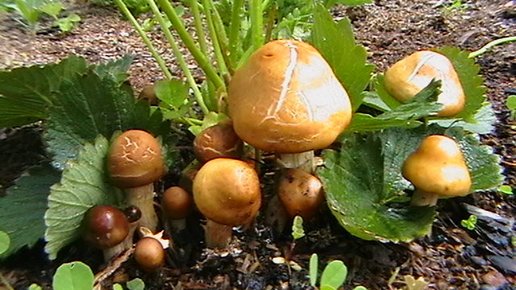Картинка: Выращивание грибов в домашних условиях