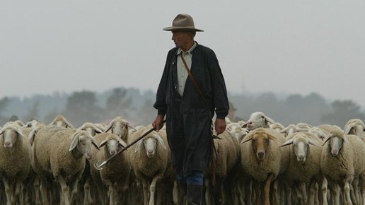Картинка: Овцы всегда идут за своим пастухом.