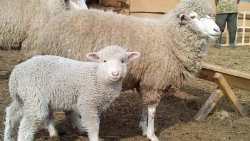 Картинка: Существующие породы овец и баранов