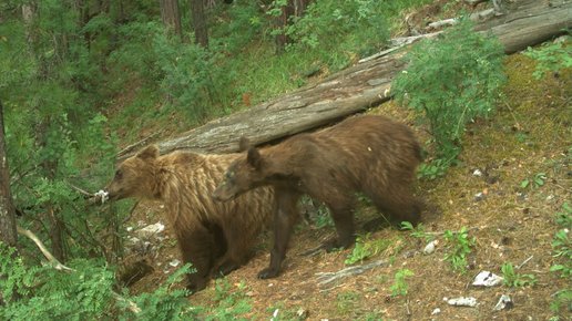 Картинка: Медведи в Красноярском крае отправились в зимнюю спячку