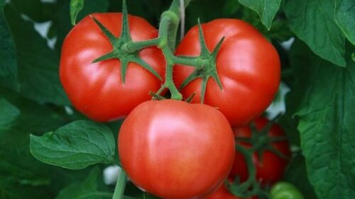 Картинка: Подкормка томатов во время плодоношения для хорошего урожая