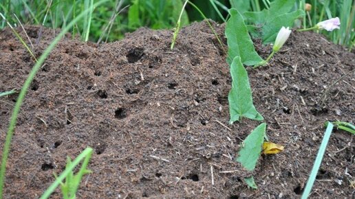 Картинка: Случайно раскопали муравейник в огороде - Что делать?